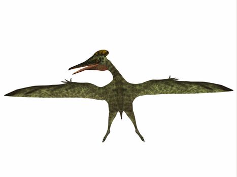 Pterodactylus was a flying carnivorous reptile that lived in the Jurassic Period of Bavaria, Germany.