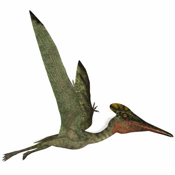 Pterodactylus was a flying carnivorous reptile that lived in the Jurassic Period of Bavaria, Germany.