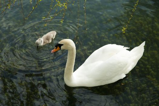 Swans in a pond float in search of food and pose for photographers