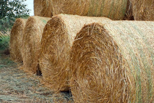 The round bales of straw stacked laid.