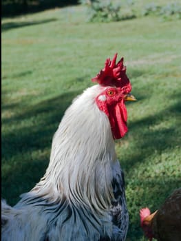 The big white cock ruler of the yard.