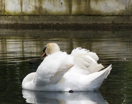 Swans in a pond float in search of food and pose for photographers