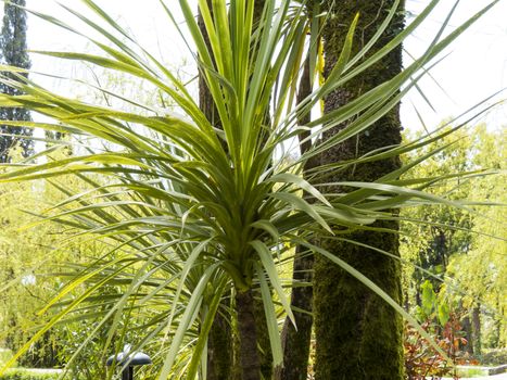 Palm trees grow in park on a bright sun of the South