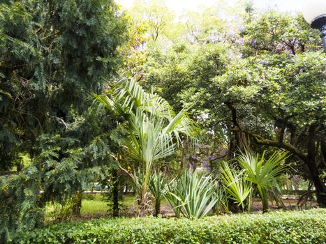 Palm trees grow in park on a bright sun of the South