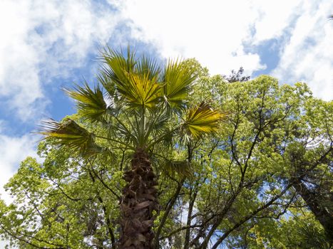 Palm trees grow in park on a bright sun of the South