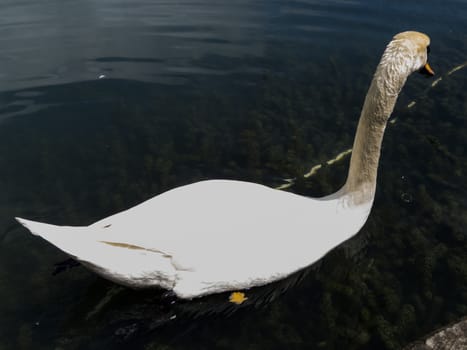 Swans in a pond float in search of food and pose for photographers