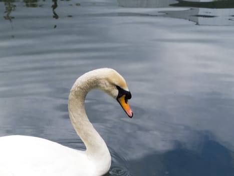 Swans in a pond float in search of food and pose for photographers