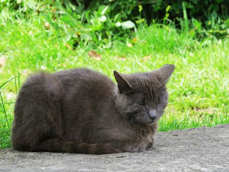 The cat sleeps, having warmed on a bright sun