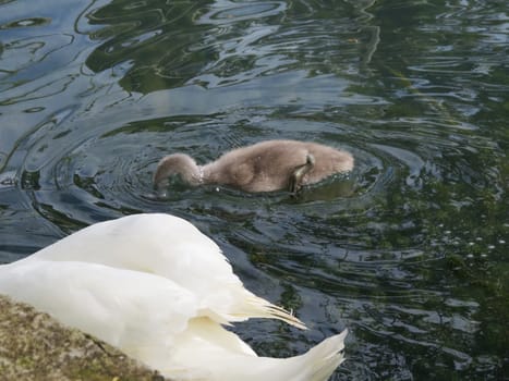 Swans in a pond float in search of food and pose for photographers