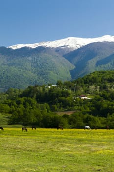 Mountains are covered with snow and the wood and surrounded with clouds