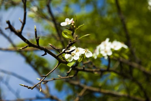 The blossoming apple-tree pleases people in the flowers and future apples