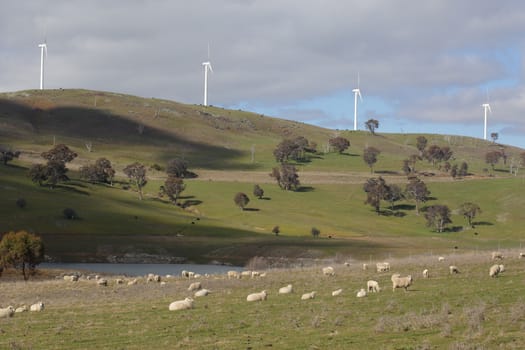 Sheep grazing on the hills below the windmills of Carcoar Windfarm, Carcoar Central West NSW Australia