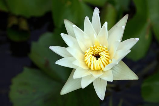 Close up lotus blossom blooming in pond