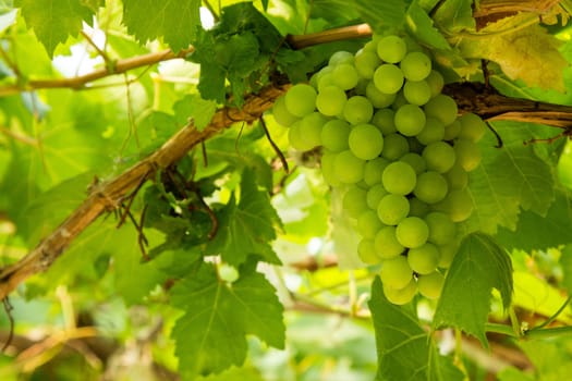 Grapes with green leaves on the vine