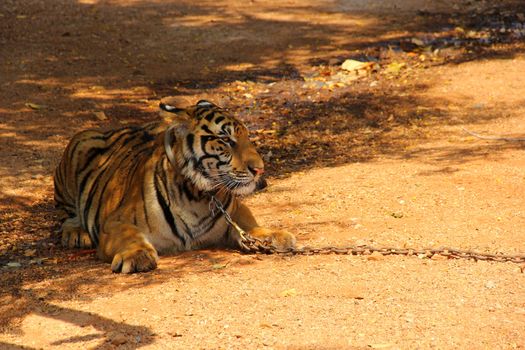 Bengal tiger in Kanchanaburi at Thailand