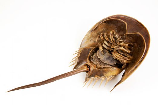 a large marine arthropod with a domed horseshoe-shaped shell, a long tail-spine, and ten legs. on isolated white background with clipping Paths