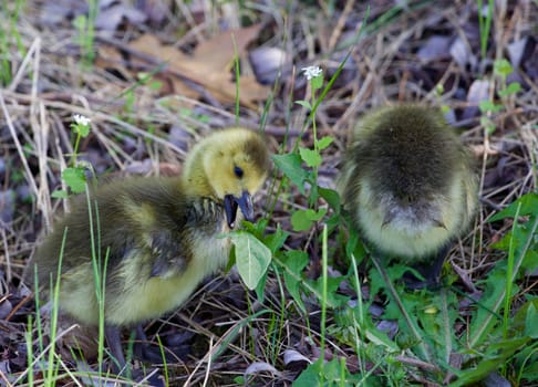 The young geese are eating fresh grass