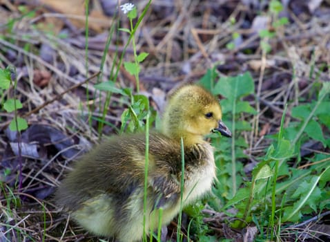 Cute chick is eating the grass