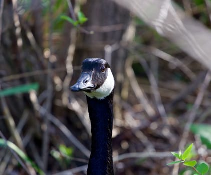 Funny sight of a cackling goose