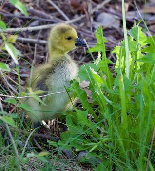 Cute cackling goose chick