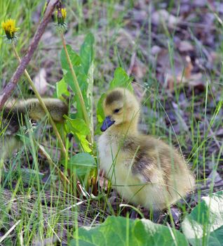 Young geese in the grass