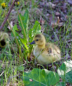 Moving through the grass can be not easy