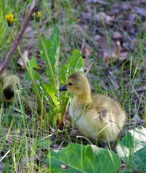 Young goose is searching for his mom