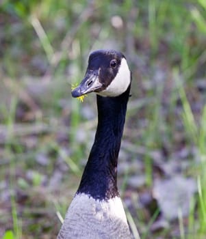 The cackling goose with the flower