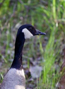 The goose with the flower is looking somewhere