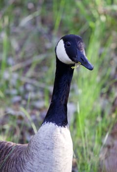 Romantic cackling goose