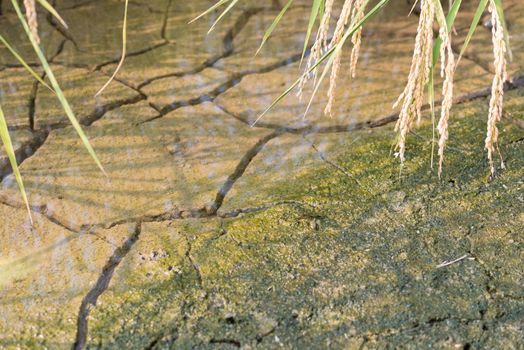 Dirt with moss that has cracked from dryness covered in a thin layer of water with rice plants hanging over the top of the frame.