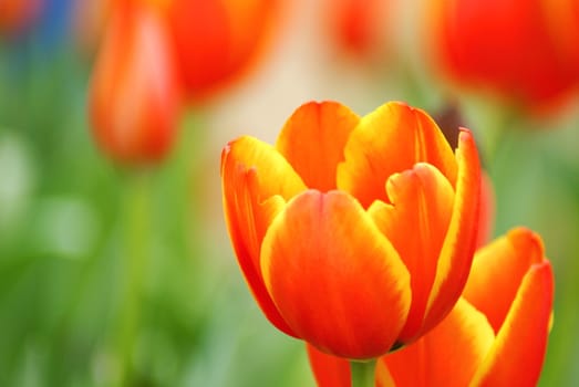Beautiful flower of tulip on blur background