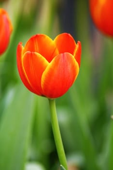 Beautiful flower of tulip on blur background