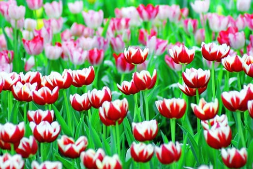 Beautiful flower of tulip field in the garden