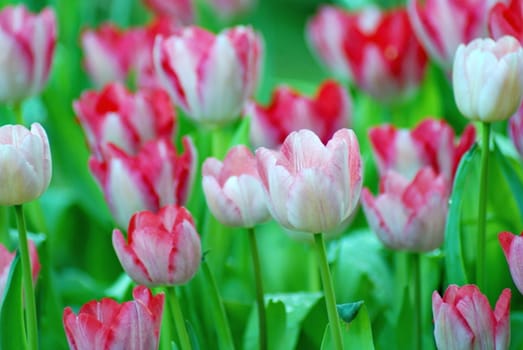 Beautiful pink tulip on blur background