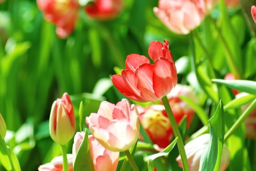 Beautiful flower of tulip in sunlight on blur background