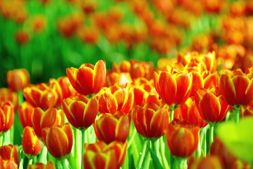 Beautiful flower of tulip field in the garden