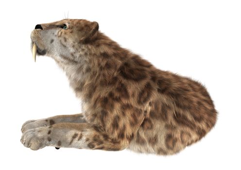 3D digital render of a smilodon or a saber toothed cat isolated on white background