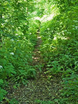 Tourist path in forest