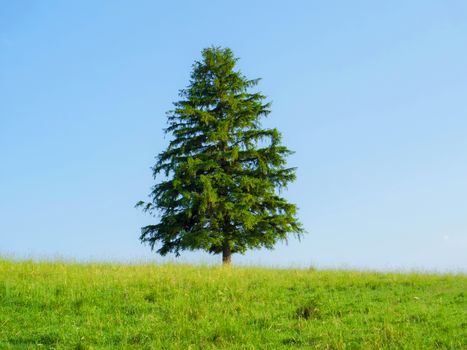 Lone tree on top of the hill