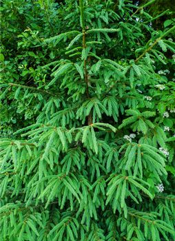 Young Fir Tree in Forest