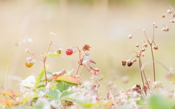 wild strawberries in the forest can be used as background