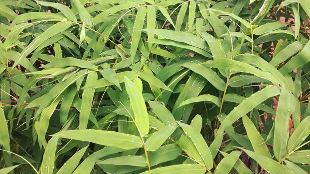 Bamboo is a shrub species and multiple currencies in Grass is evergreen stems in a clump articulate. Yield of bamboo shoots, which is a major food of Thailand. Eat well in almost all regions of the country. The North and Northeast In addition, bamboo also has unique features including superior strength and flexibility of synthetic materials of various kinds. So it also is popular for making many types of tools. The slow water into wetlands Construction scaffolding and ladders, etc.