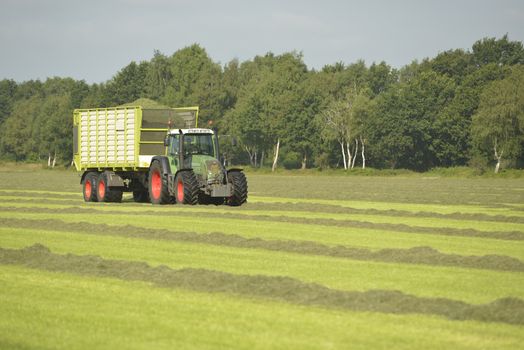 Agriculture, transport of cut grass with green tractor and grass trailer
