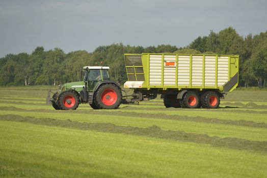 Agriculture, transport of cut grass with green tractor and grass trailer
