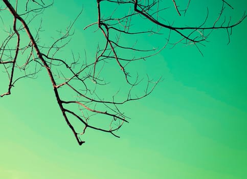 Branches of dry wood with blue sky space in vintage color style