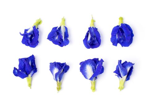 Butterfly Pea flower isolted set