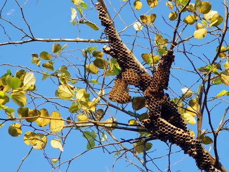 Wasp's nest on tree (hornet's nest)