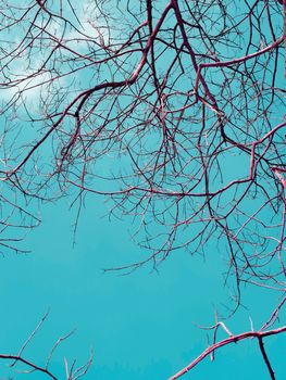 Branches of dry wood with blue sky background, in vintage color style