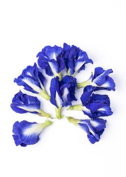 Butterfly Pea flower isolated set